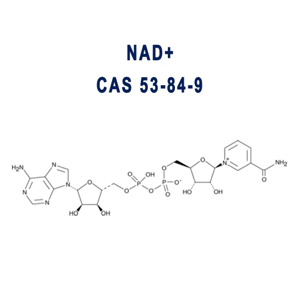 NAD+ CAS 53-84-9